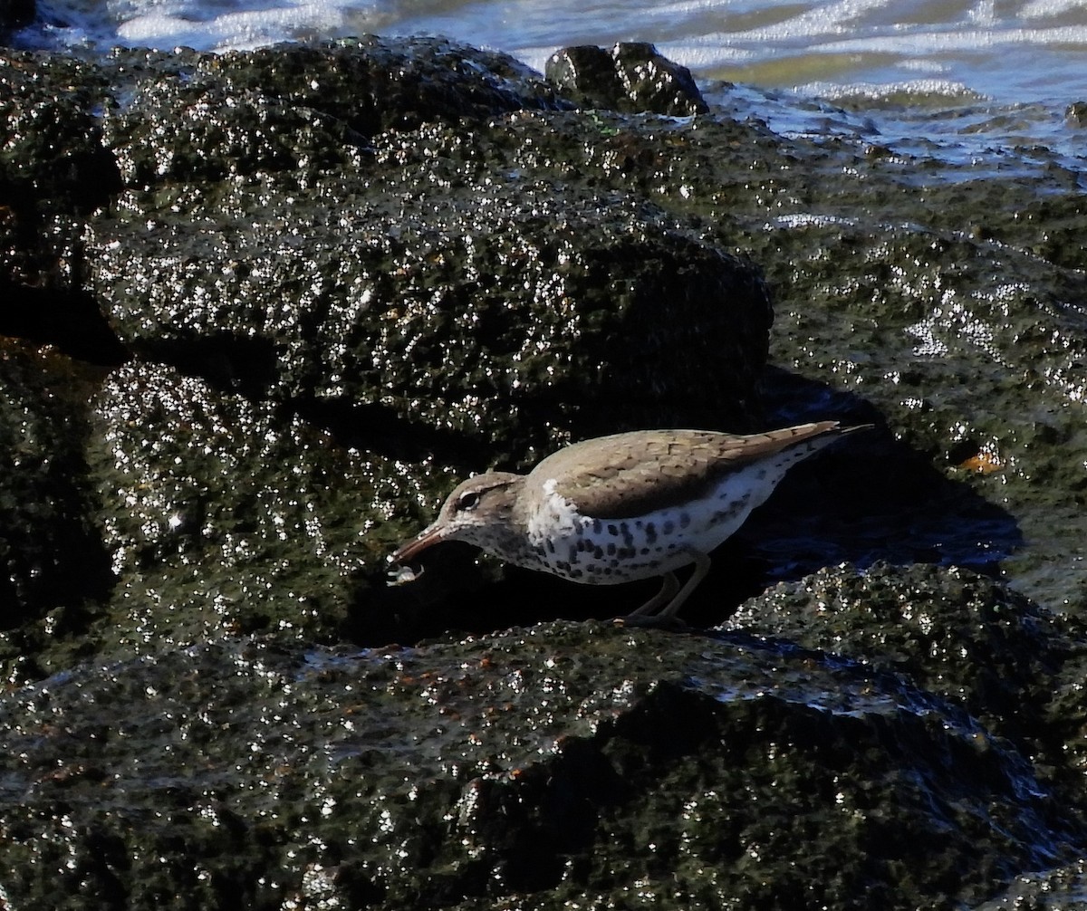 Spotted Sandpiper - ML616491772