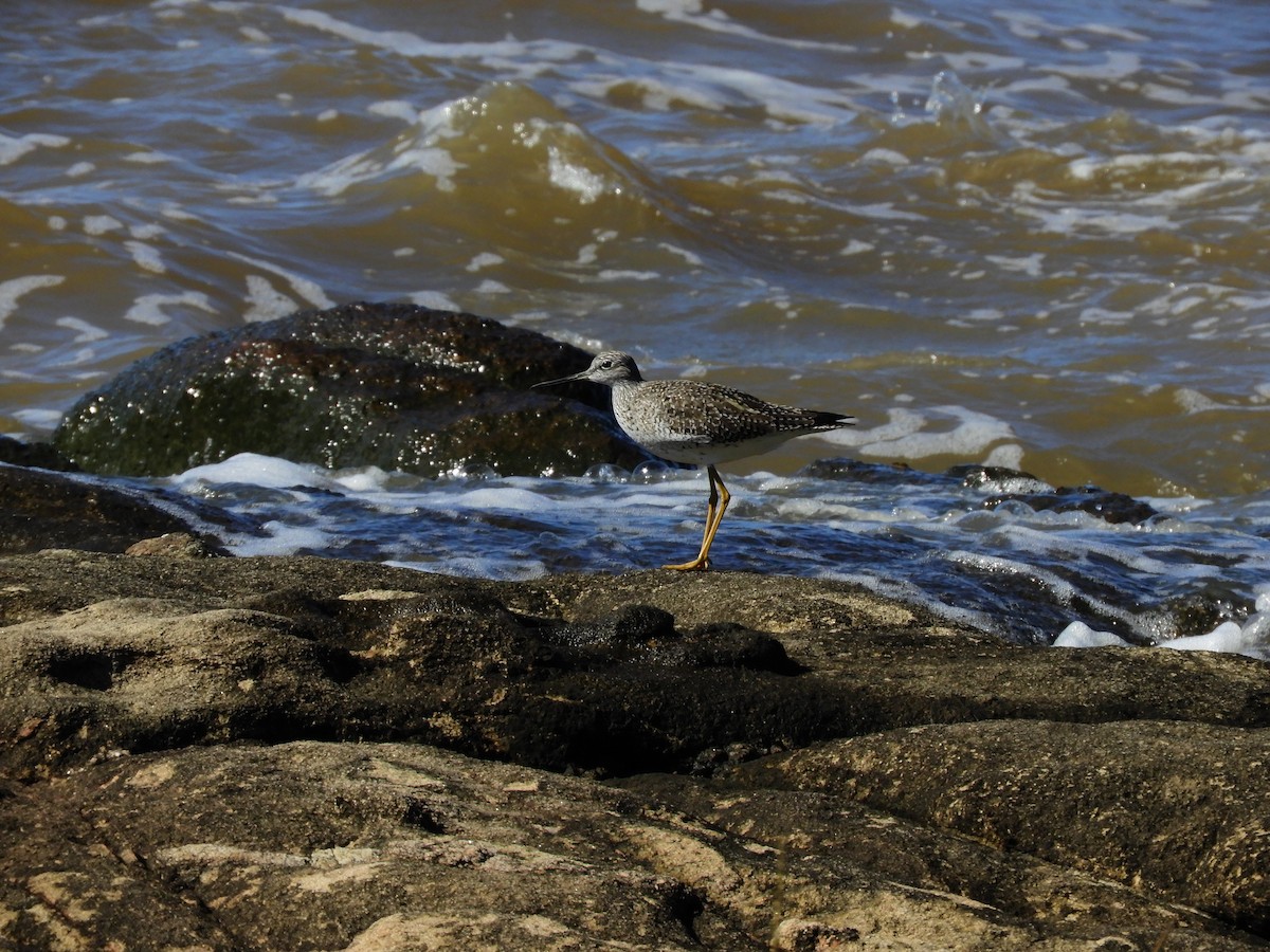 Greater Yellowlegs - Ana Verónica Arburúas