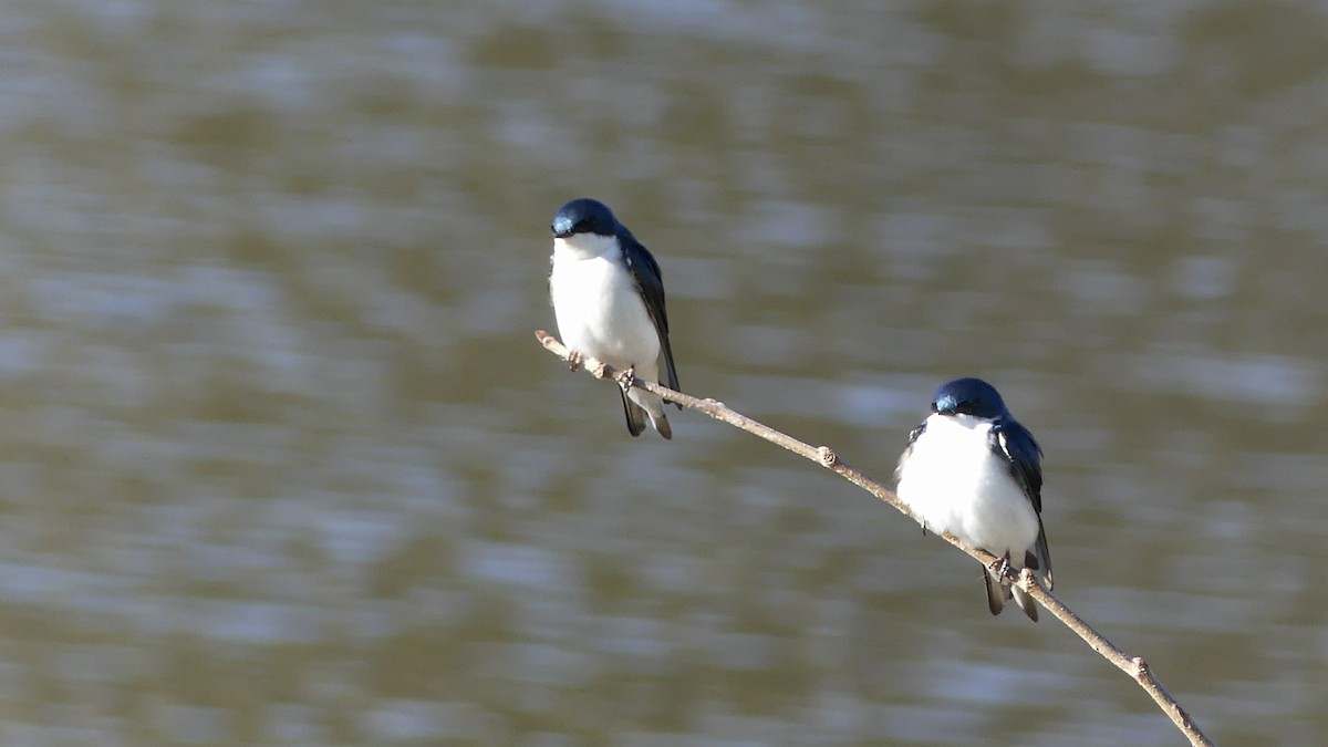 Tree Swallow - ML616491814