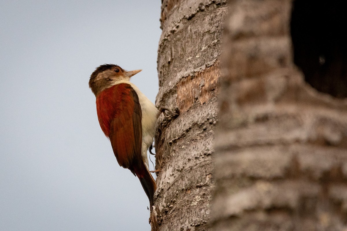 Scarlet-backed Woodpecker - ML616491815