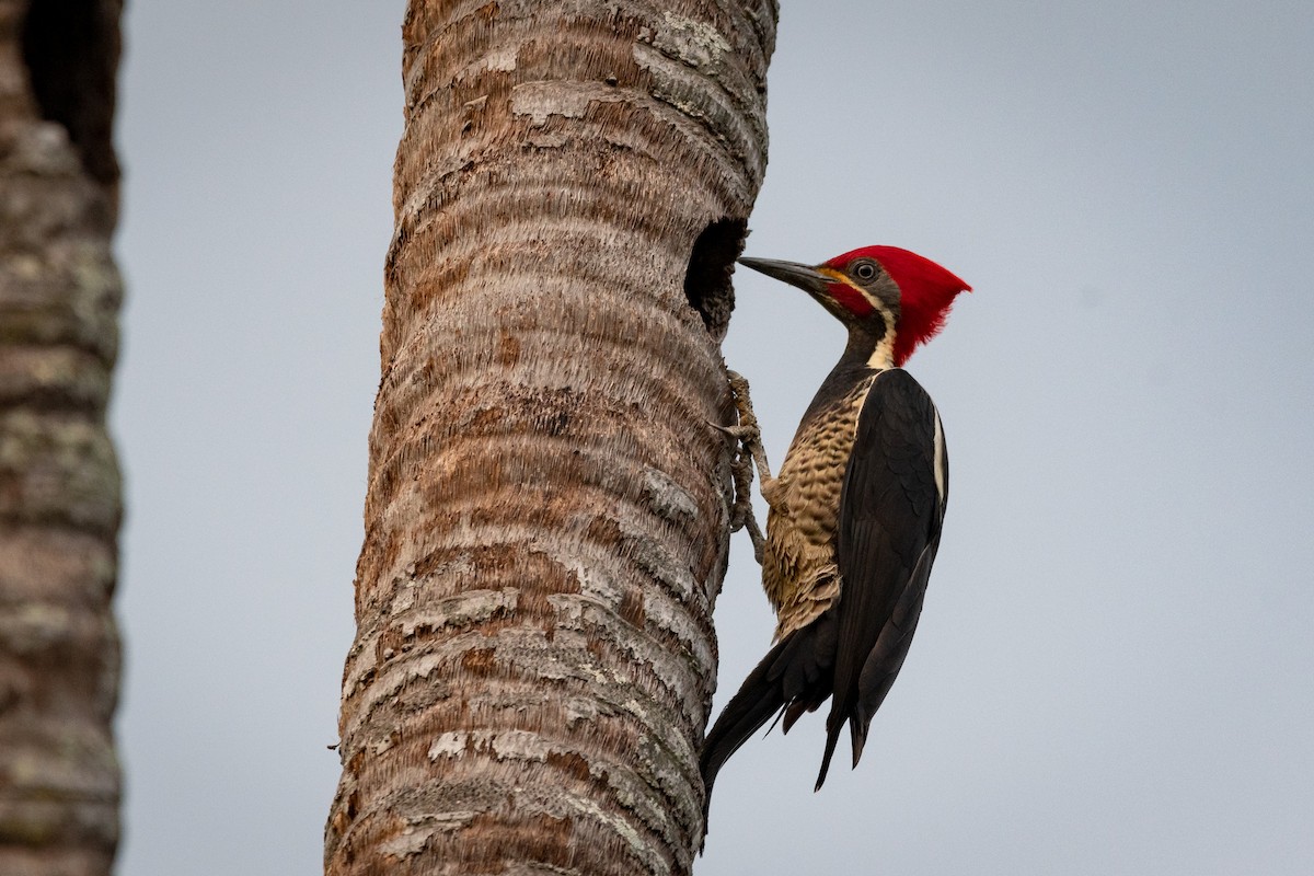 Lineated Woodpecker - Luis Rodriguez