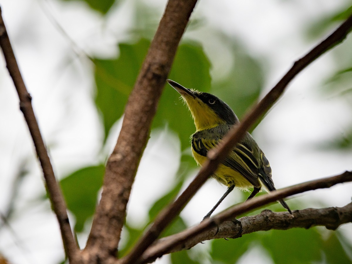 Common Tody-Flycatcher - Luis Rodriguez