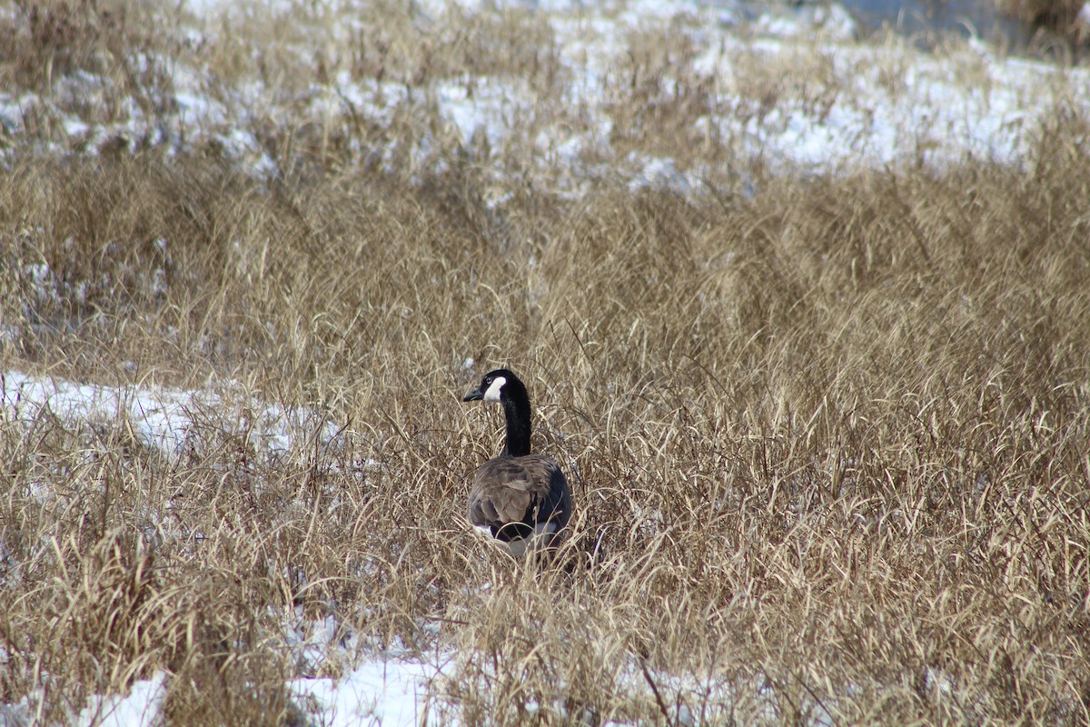 Canada Goose - S Vendela