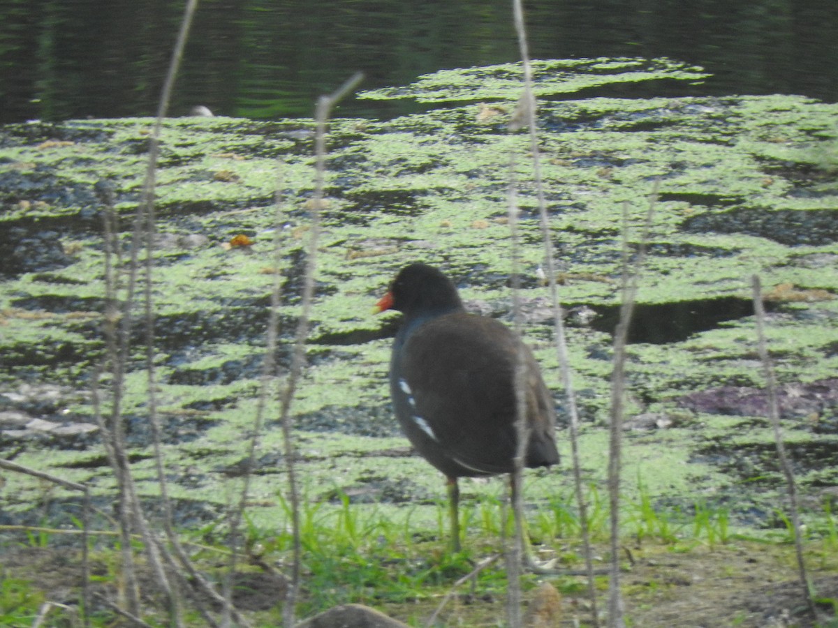 Common Gallinule - Luis  Morales