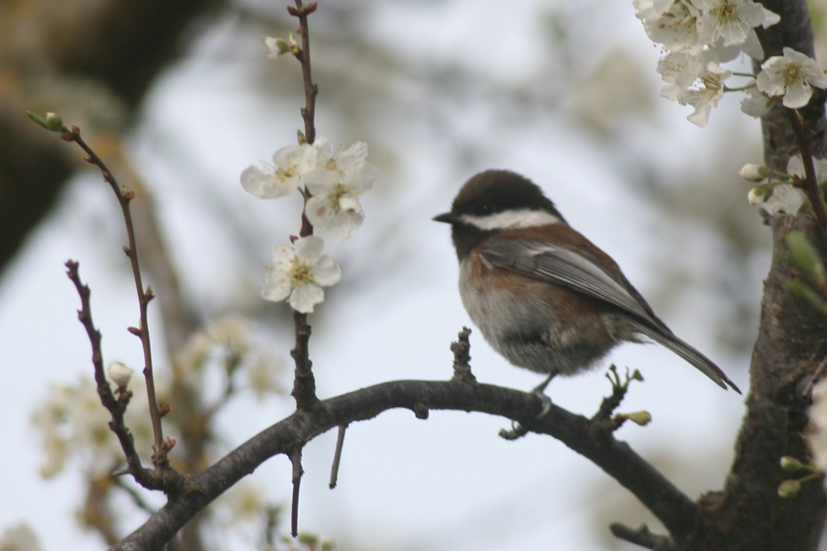 Chestnut-backed Chickadee - ML616491968