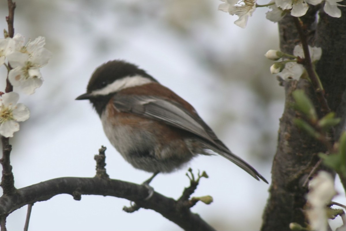 Chestnut-backed Chickadee - ML616491969