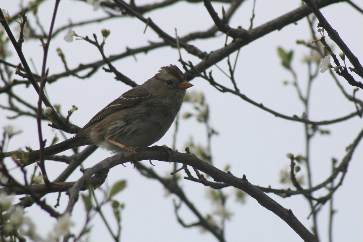 White-crowned Sparrow - ML616491972