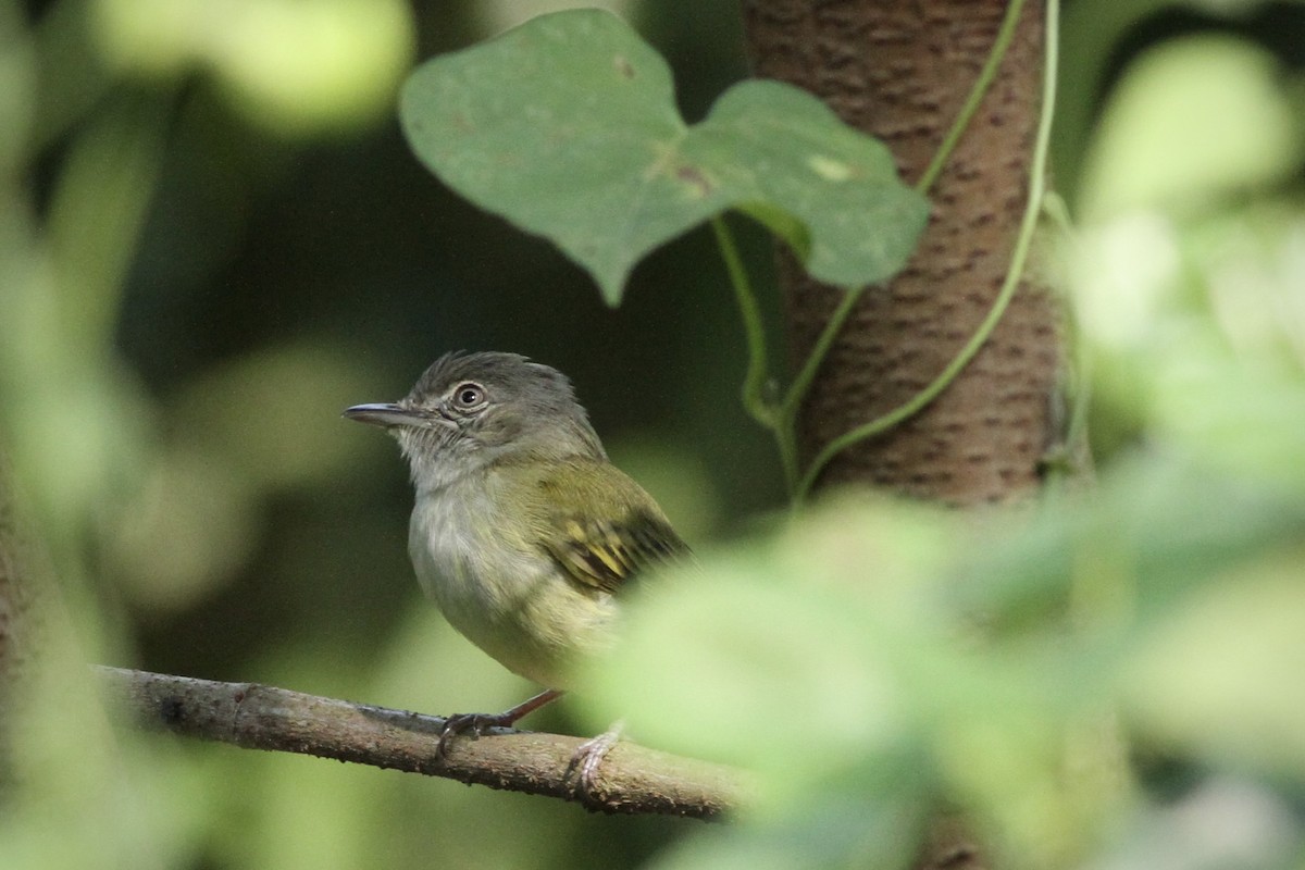 Yellow-olive Flatbill - ML616491996