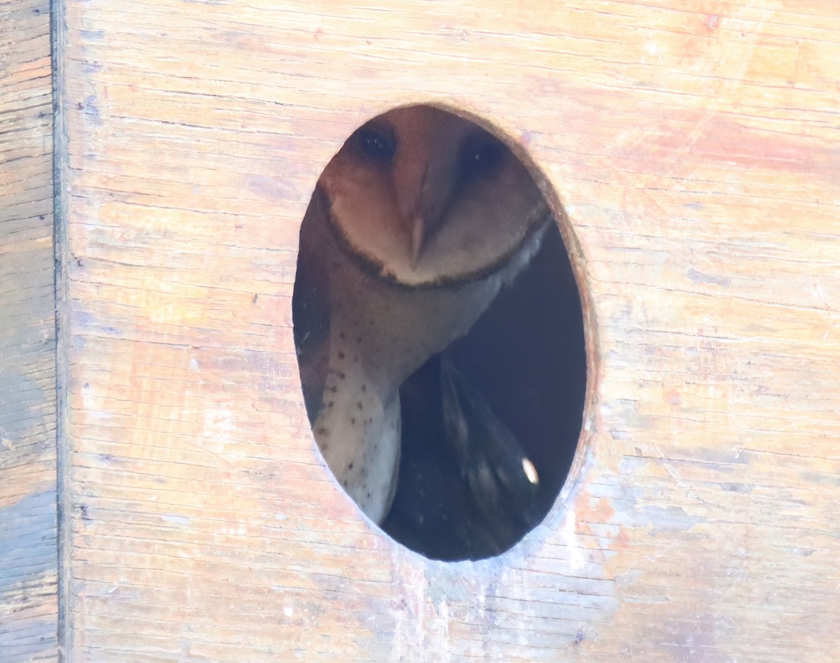 Barn Owl - Sally Veach