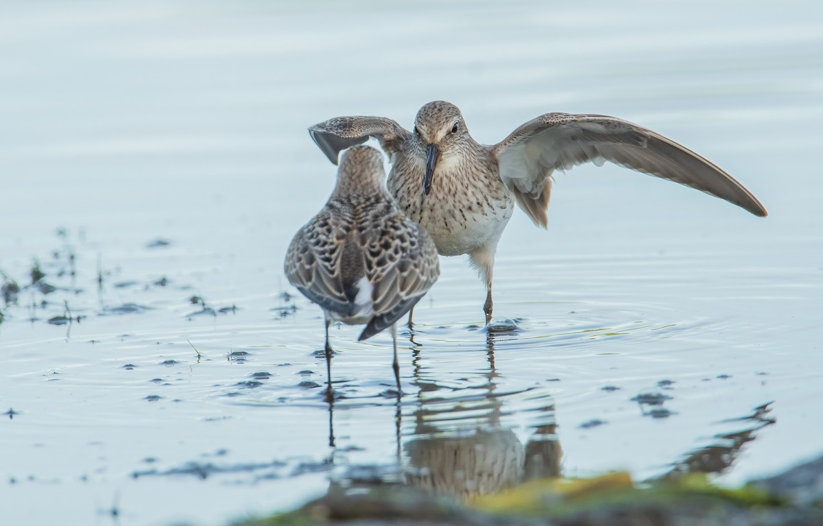 White-rumped Sandpiper - ML616492056