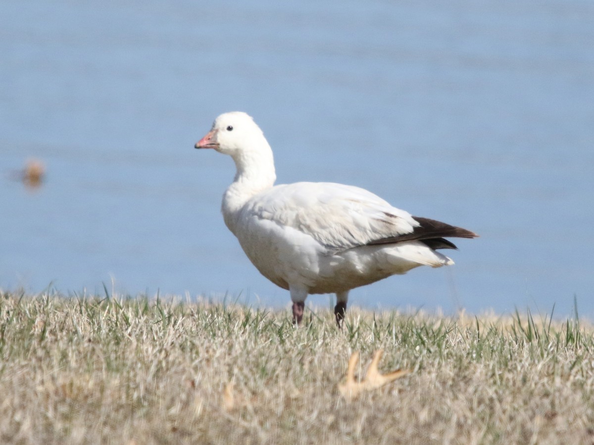 Ross's Goose - ML616492151