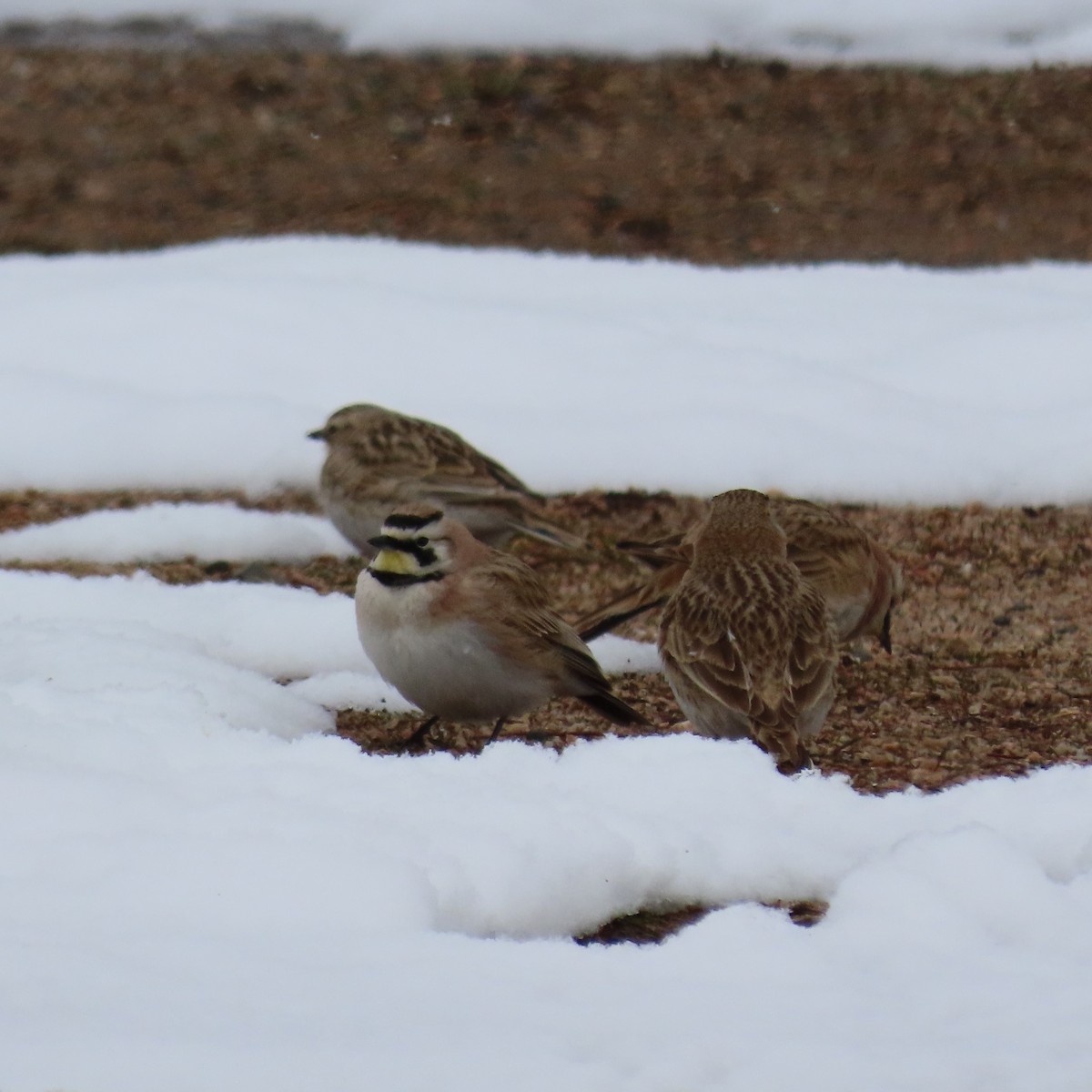 Horned Lark - Mackenzie Goldthwait