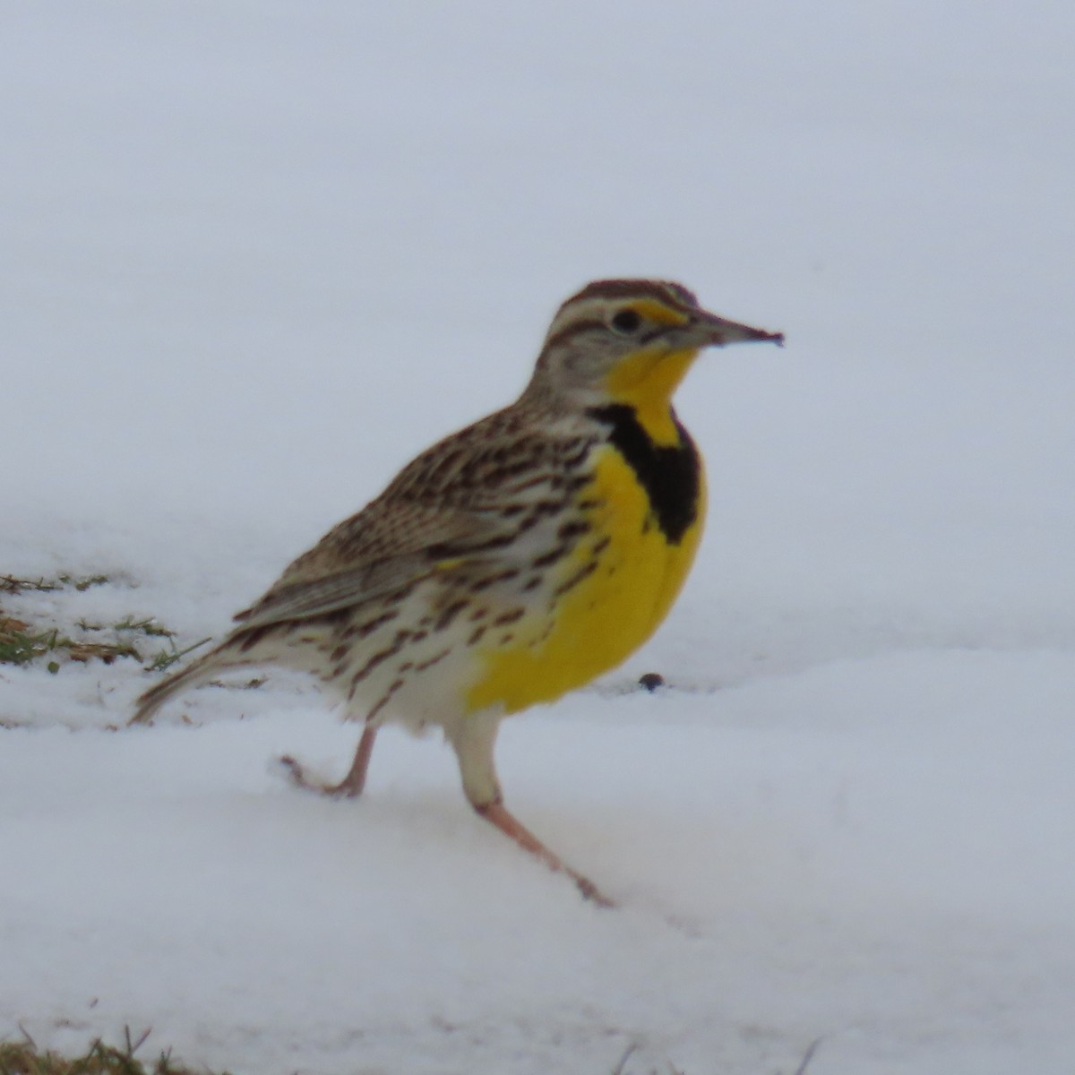 Western Meadowlark - Mackenzie Goldthwait