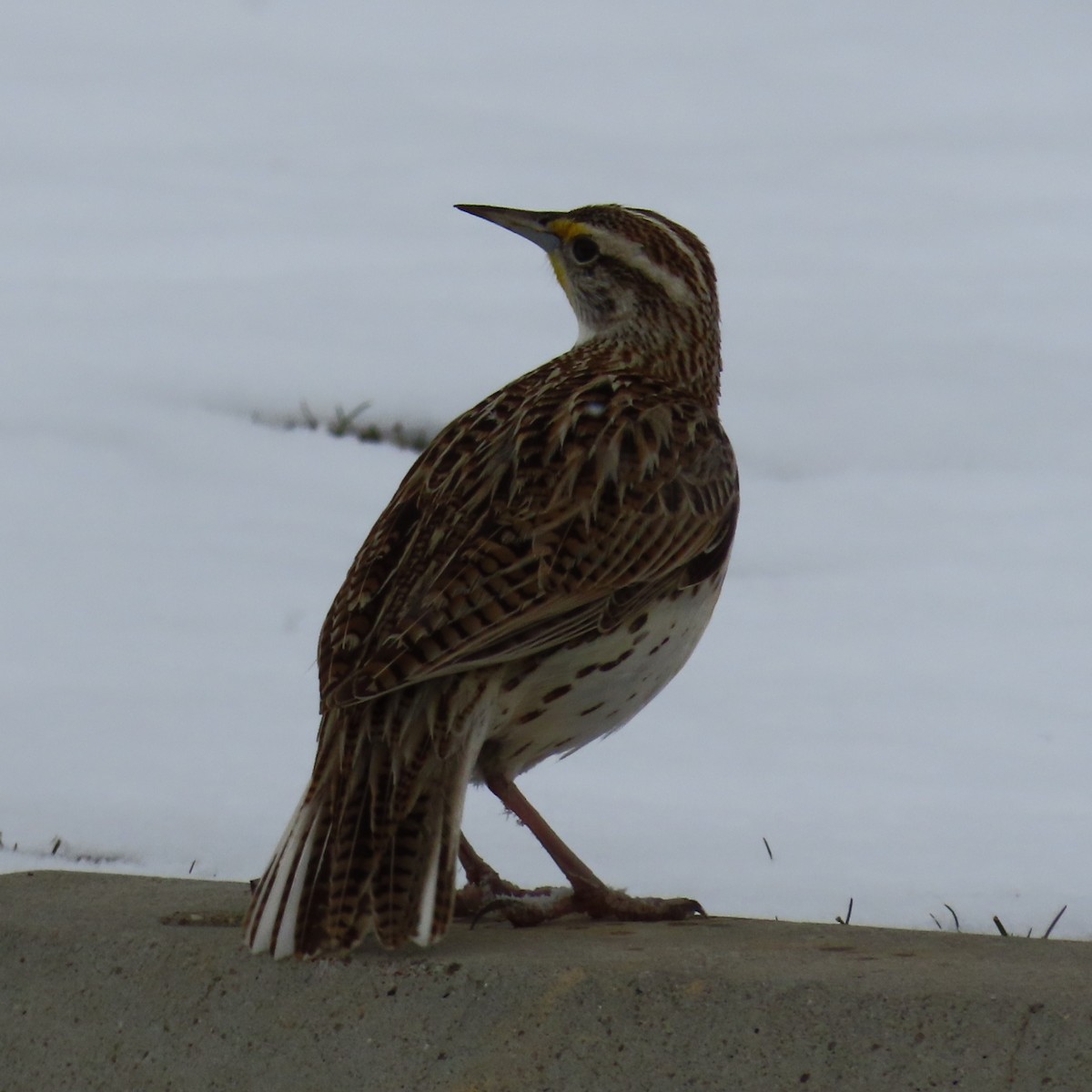 Western Meadowlark - Mackenzie Goldthwait