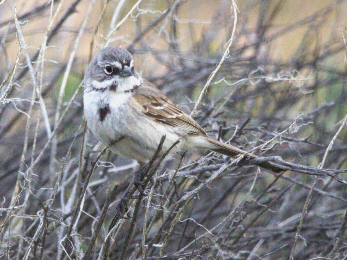 Bell's Sparrow - ML616492187