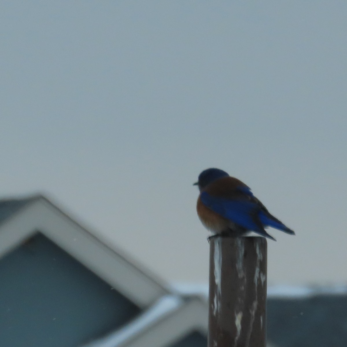 Western Bluebird - Mackenzie Goldthwait