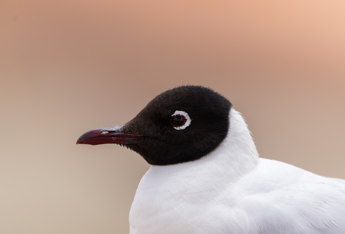 Andean Gull - ML616492230