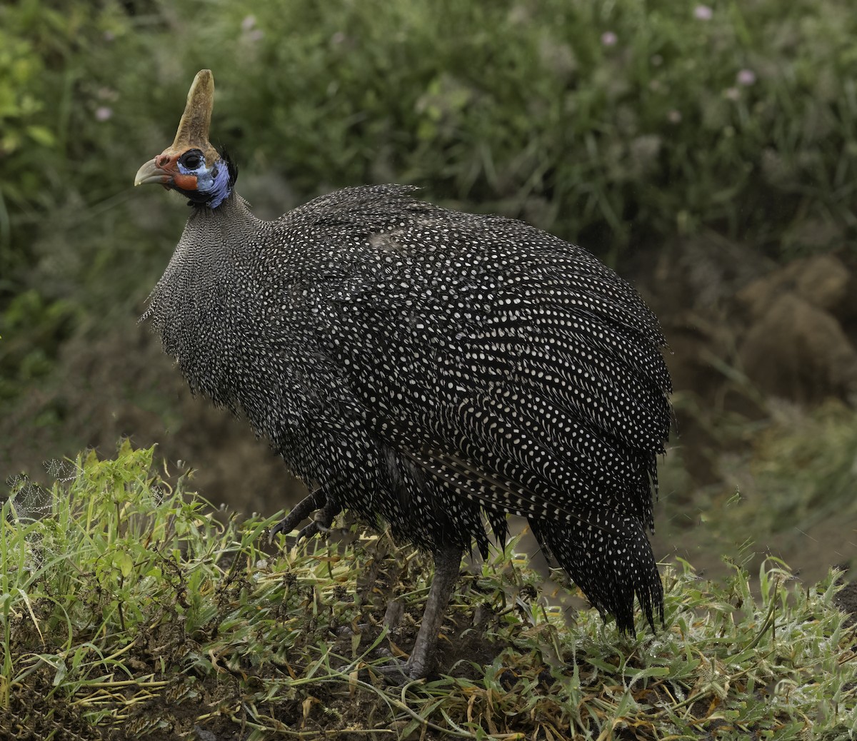 Helmeted Guineafowl - ML616492262