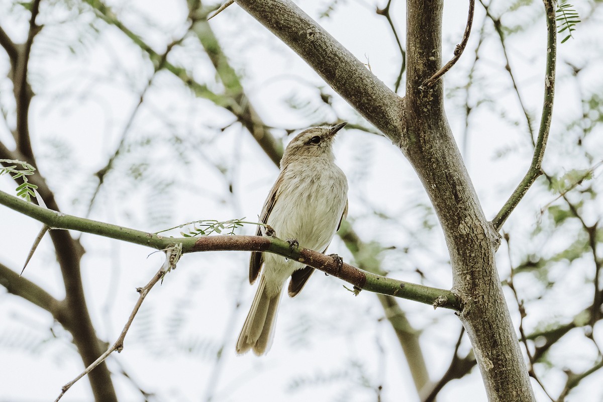 Tumbes Tyrannulet - ML616492263