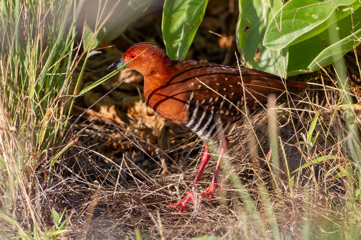 Red-legged Crake - Adrian Boyle