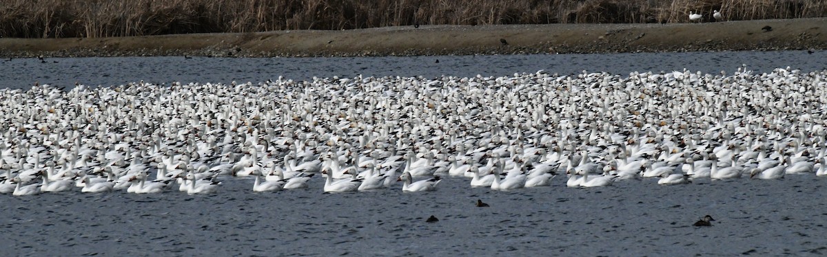 Snow Goose - ML616492319