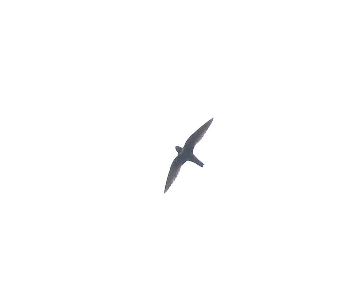 White-collared Swift - ML616492321