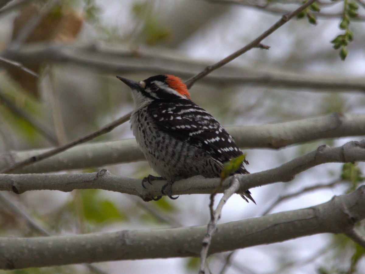 Nuttall's Woodpecker - ML616492332