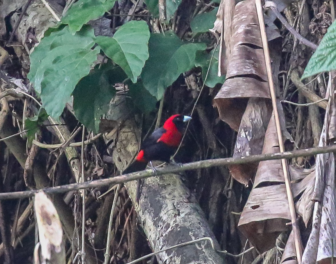 Crimson-collared Tanager - ML616492358