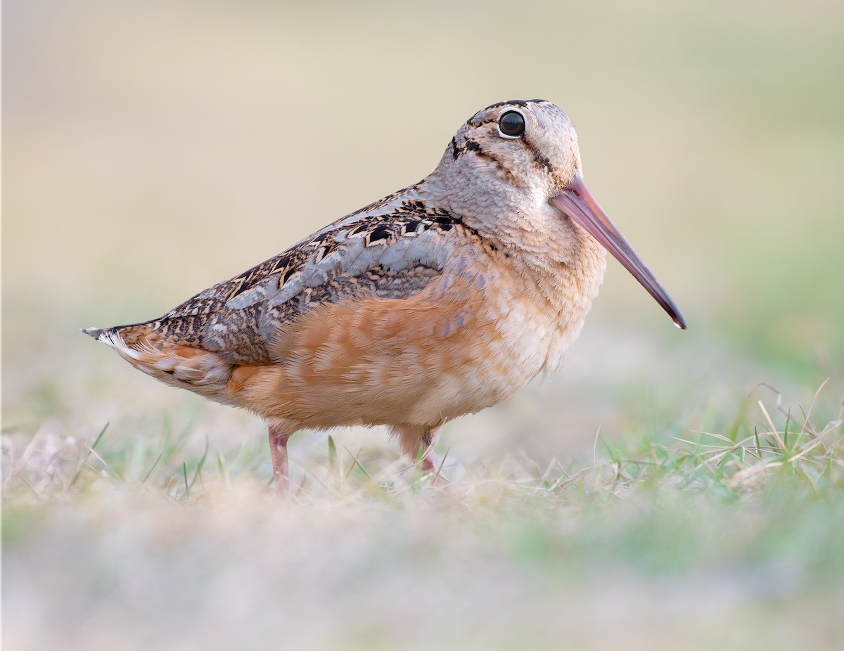 American Woodcock - ML616492427