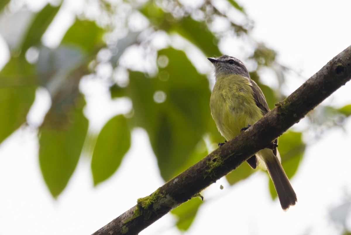 Sooty-headed Tyrannulet - Briana Fisher