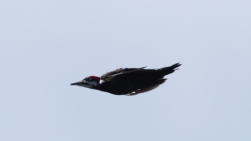 Pileated Woodpecker - ML616492435