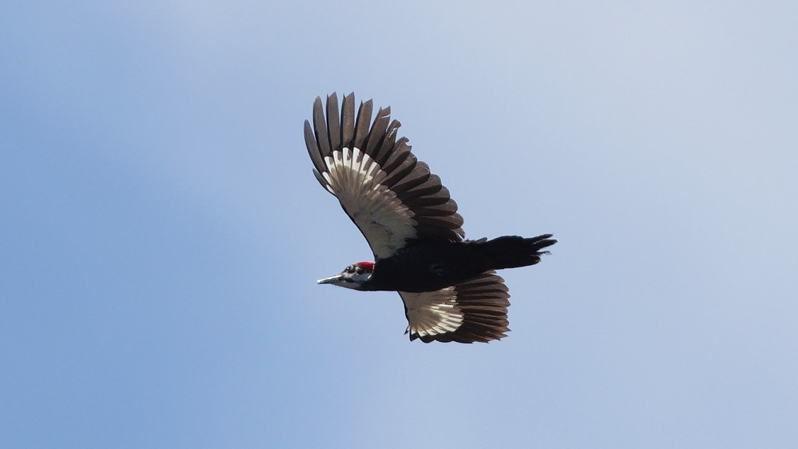 Pileated Woodpecker - ML616492440