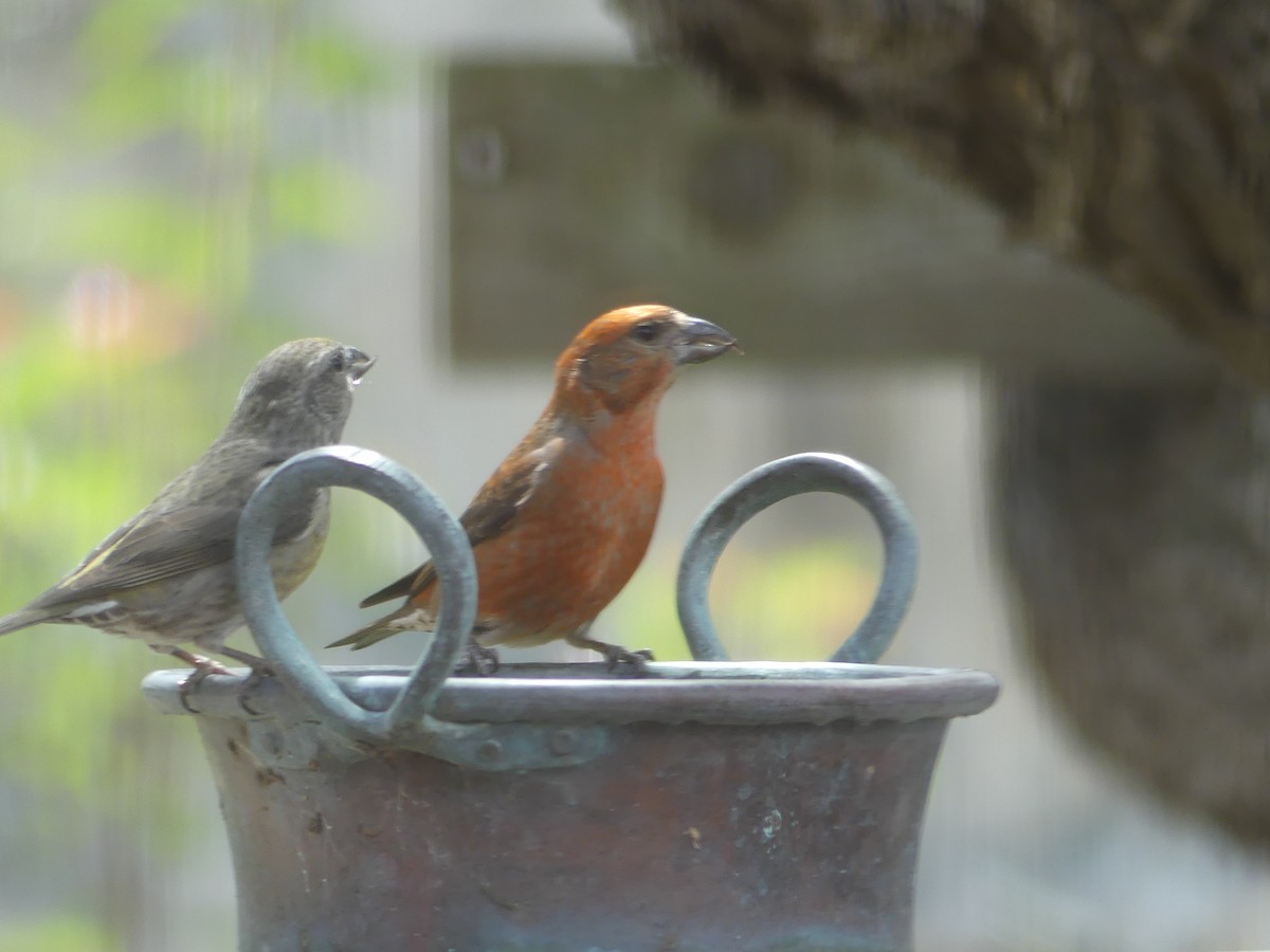 Red Crossbill - Lauren Glevanik