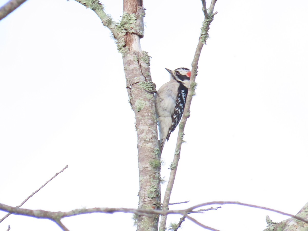 Downy Woodpecker - ML616492520