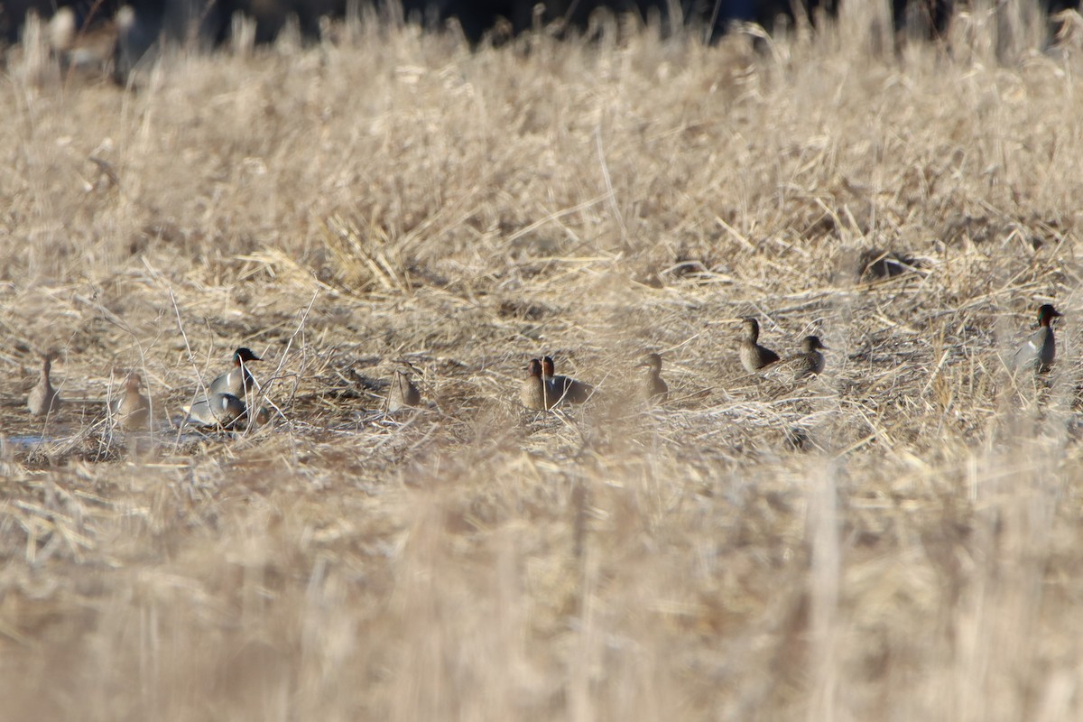 Green-winged Teal - ML616492553