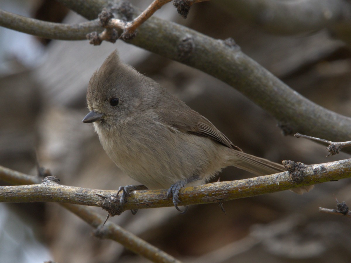 Oak Titmouse - ML616492591