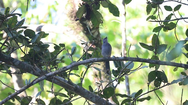 Brown-backed Solitaire - ML616492593