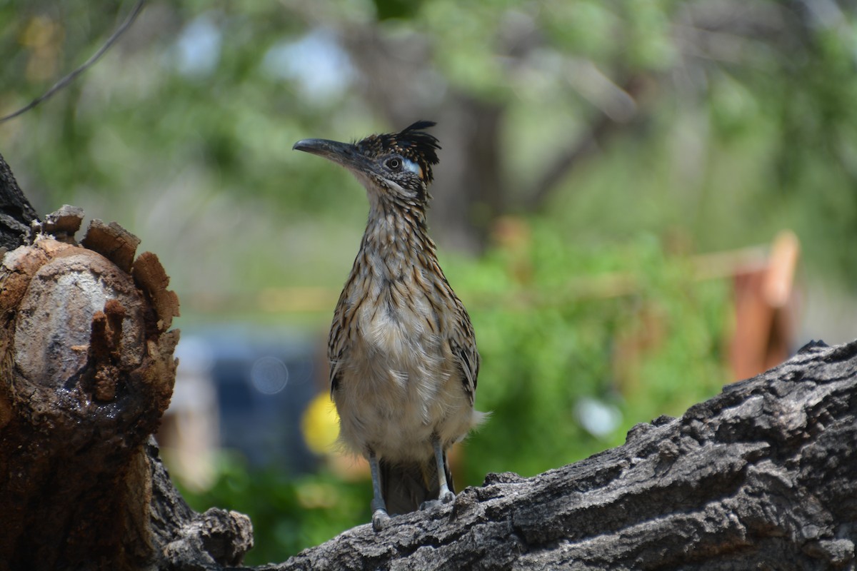 Greater Roadrunner - ML616492608