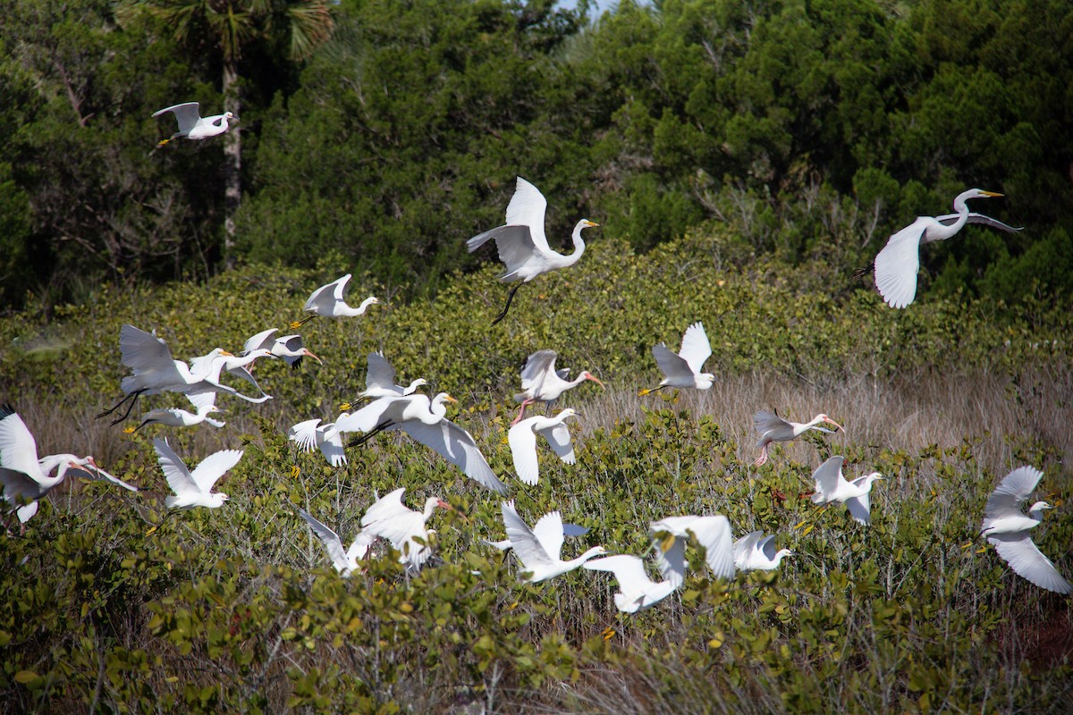 Great Egret - ML616492659