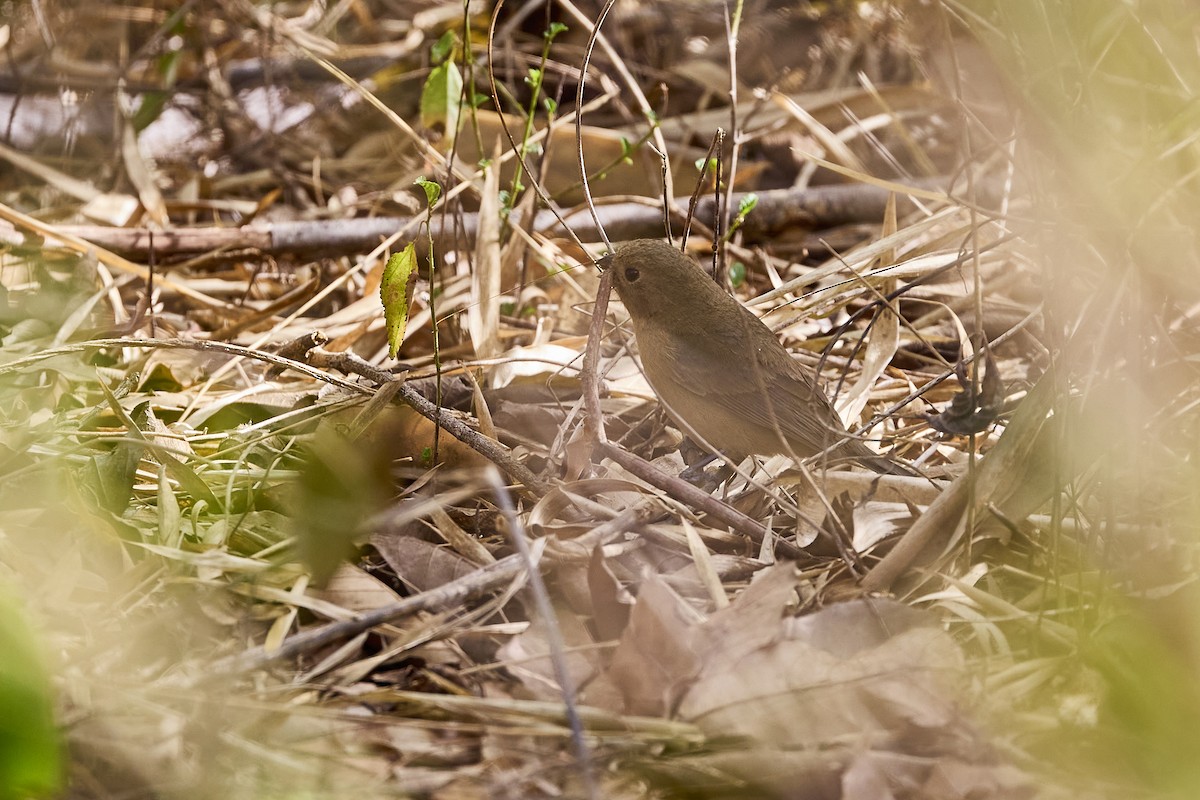 Blue Seedeater (Slate-blue) - ML616492680