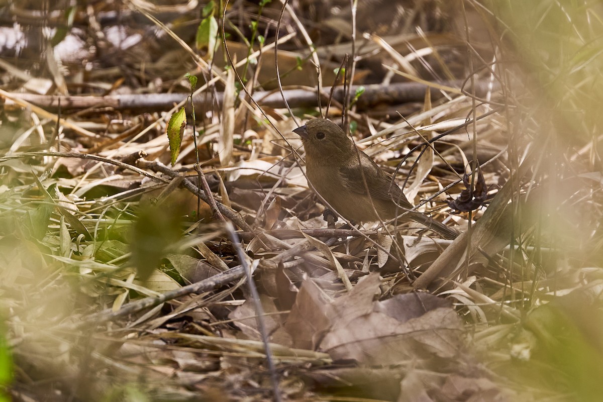 Blue Seedeater (Slate-blue) - ML616492681