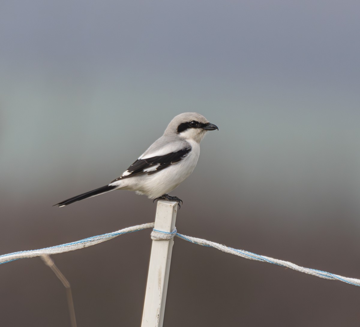 Great Gray Shrike - Paulina Leśniak