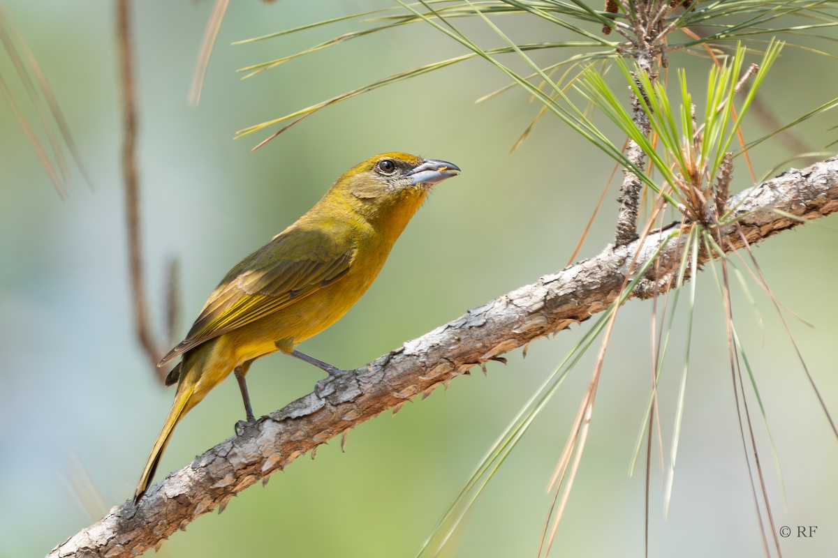 Hepatic Tanager (Northern) - ML616492770