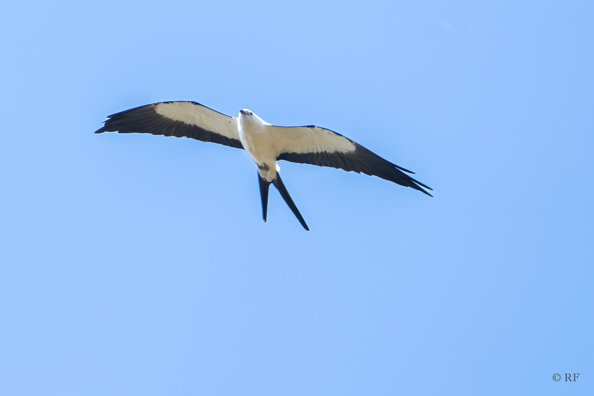 Swallow-tailed Kite - ML616492807