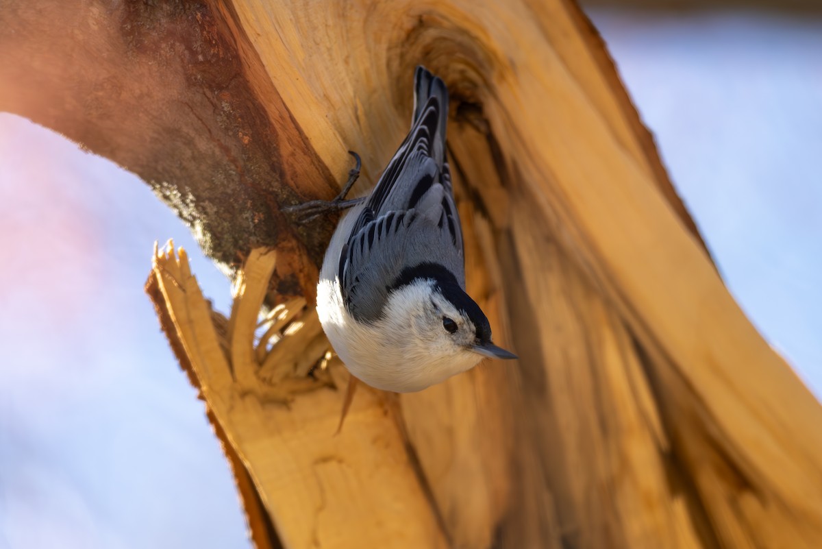 White-breasted Nuthatch - ML616492838