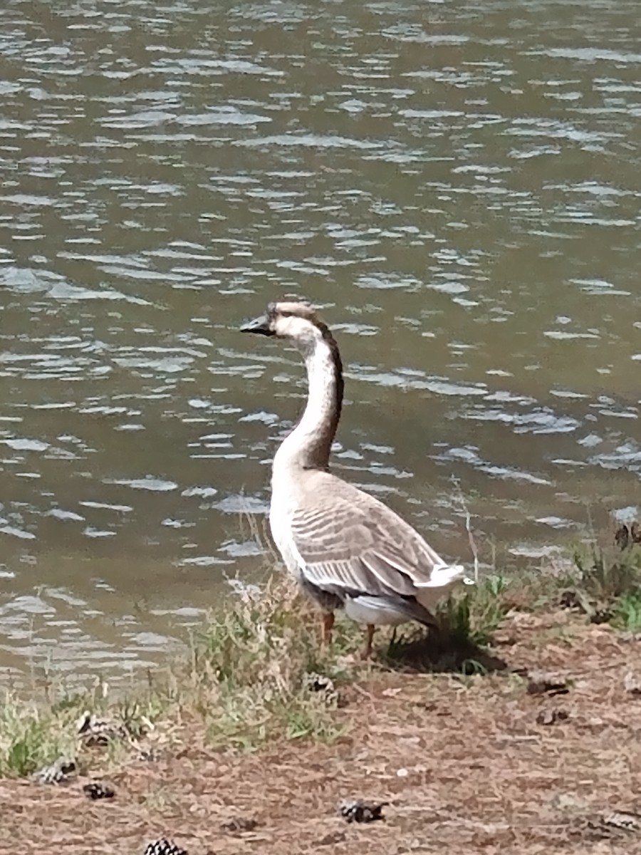 Swan Goose (Domestic type) - ML616492864