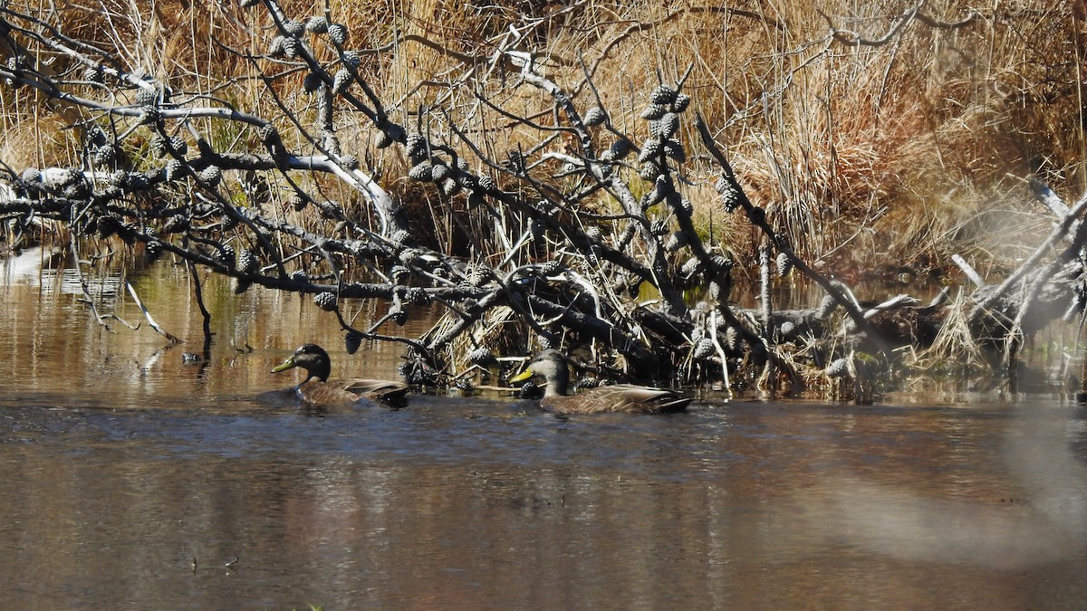 American Black Duck - Vincent Glasser