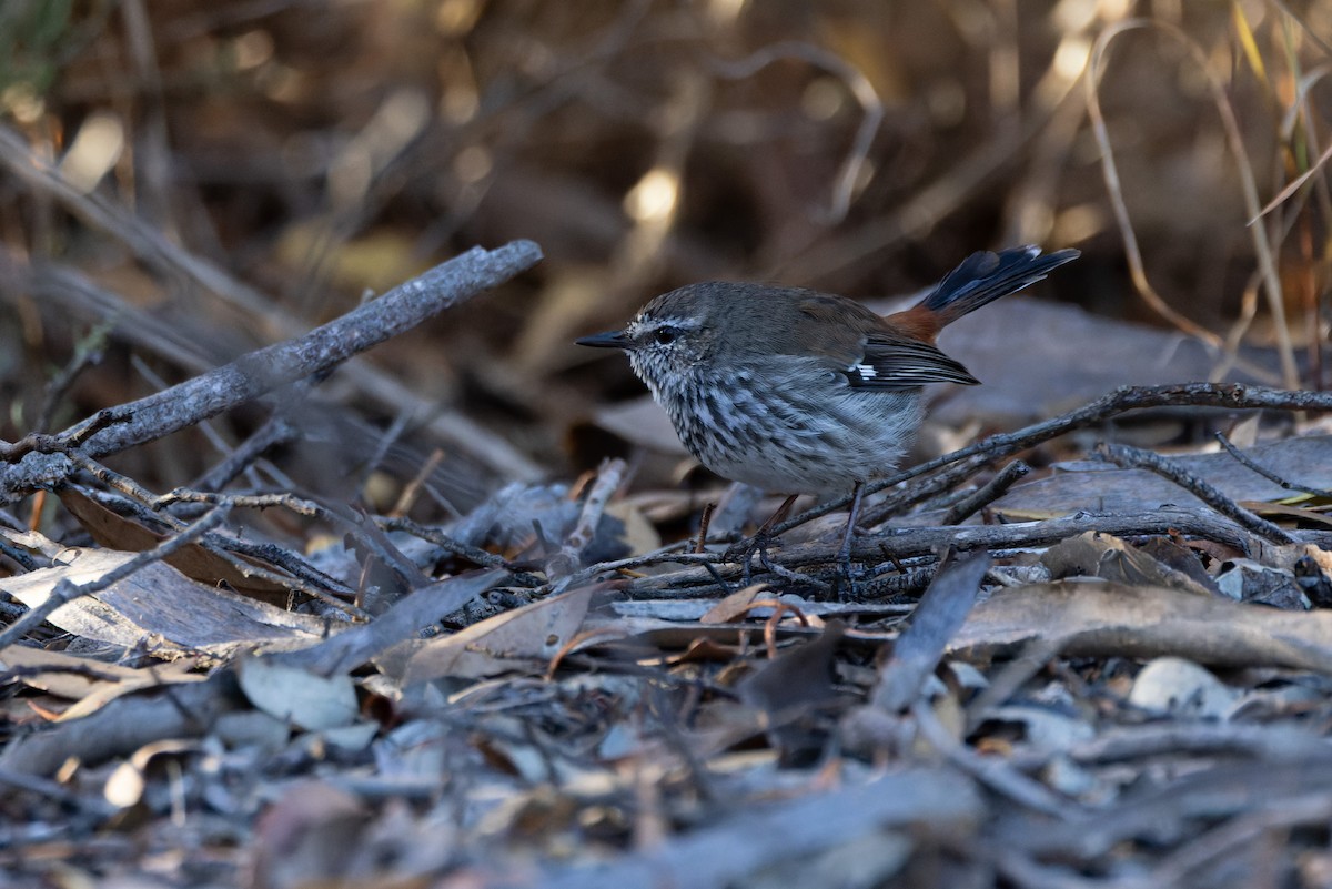 Shy Heathwren - Steve Popple