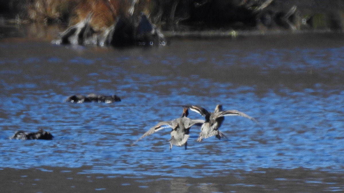 Green-winged Teal - ML616492915