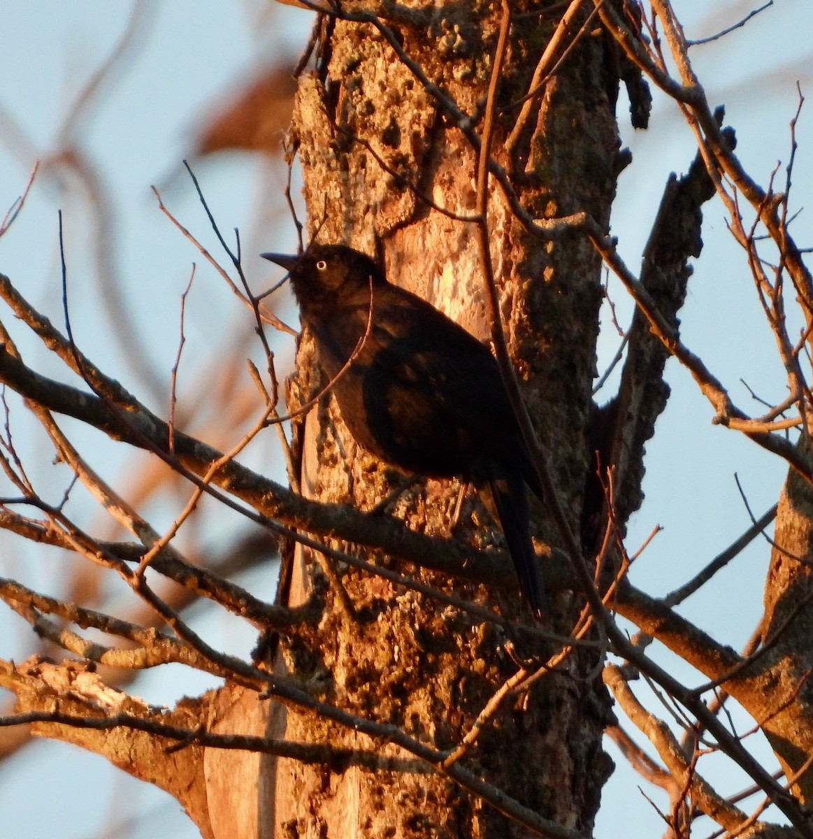 Rusty Blackbird - Kisa Weeman